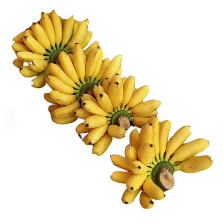 Bananas - Lady Finger - Each