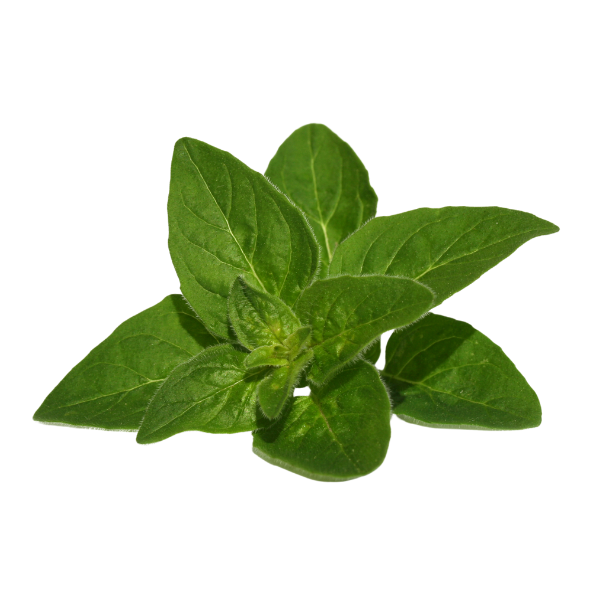 Herb - Oregano - Bunch