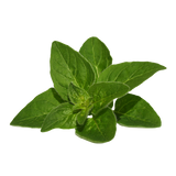 Herb - Oregano - Bunch