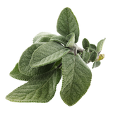 Herb - Sage - Bunch