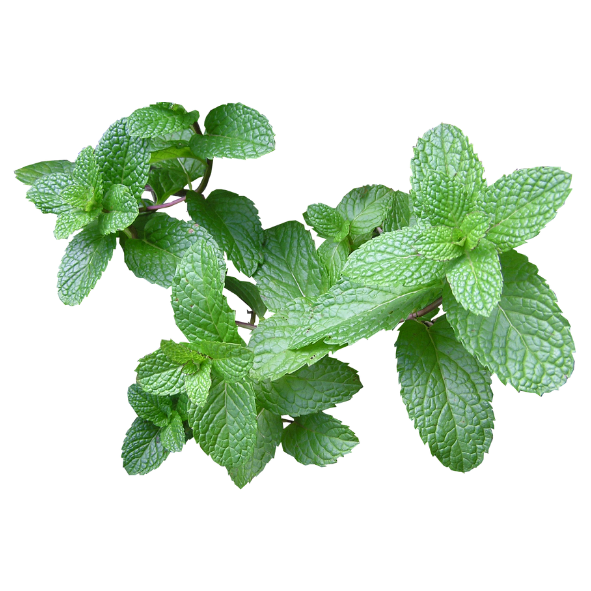 Herb - Mint - Bunch
