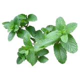 Herb - Mint - Bunch