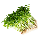 Snow Pea Shoots - Punnet - 100g
