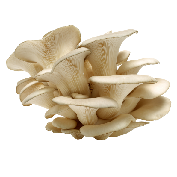 Mushrooms - Oyster - Punnet - 150g