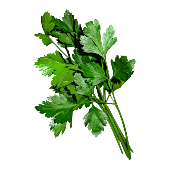 Herbs - Parsley - Continental - Bunch