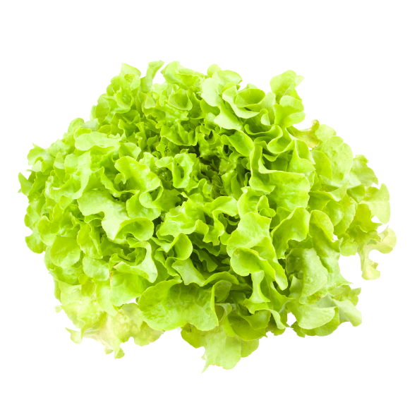 Lettuce - Oak Green - Each