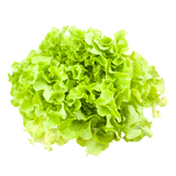 Lettuce - Oak Green - Each