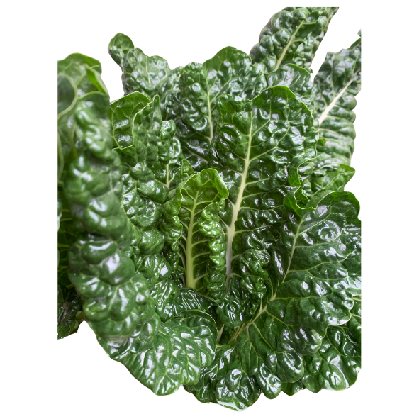 Silverbeet - Bunch