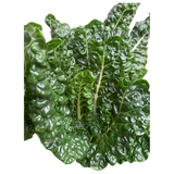 Silverbeet - Bunch
