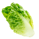Lettuce - Cos - Each