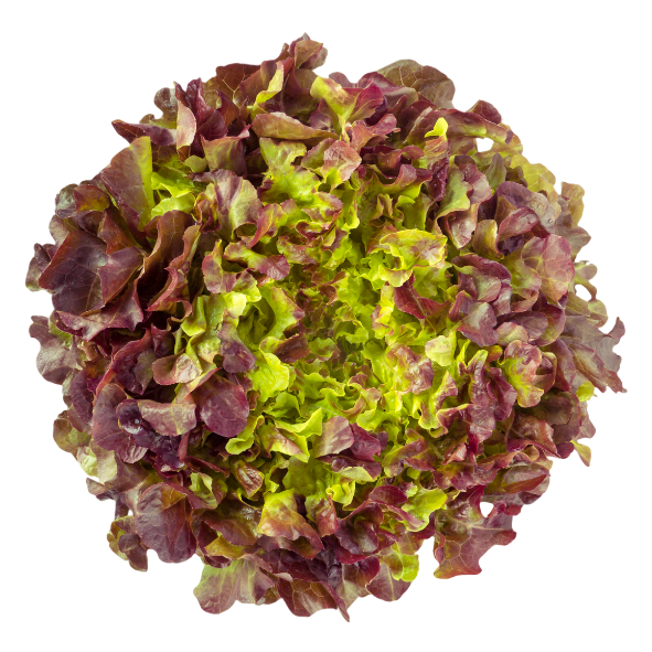Lettuce - Oak Red - Each