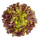 Lettuce - Oak Red - Each
