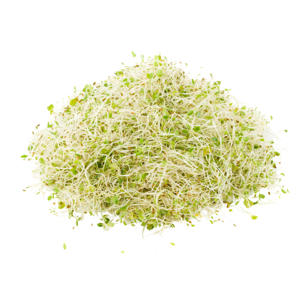 Sprouts - Alfalfa - Punnet - 125g