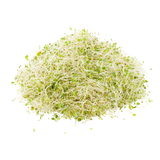 Sprouts - Alfalfa - Punnet - 125g