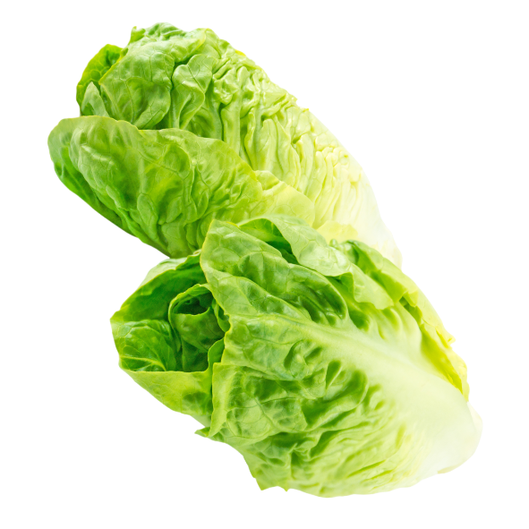 Lettuce - Baby Cos (Twin Pack) - Each