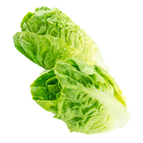 Lettuce - Baby Cos (Twin Pack) - Each