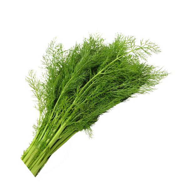 Herb - Dill - Bunch