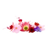 Herbs - Edible Flowers - Punnet