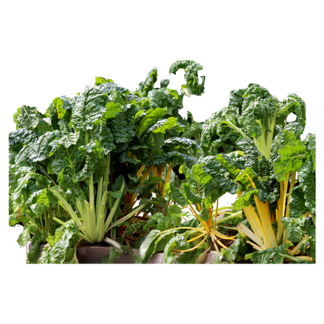 Silverbeet - Bunch
