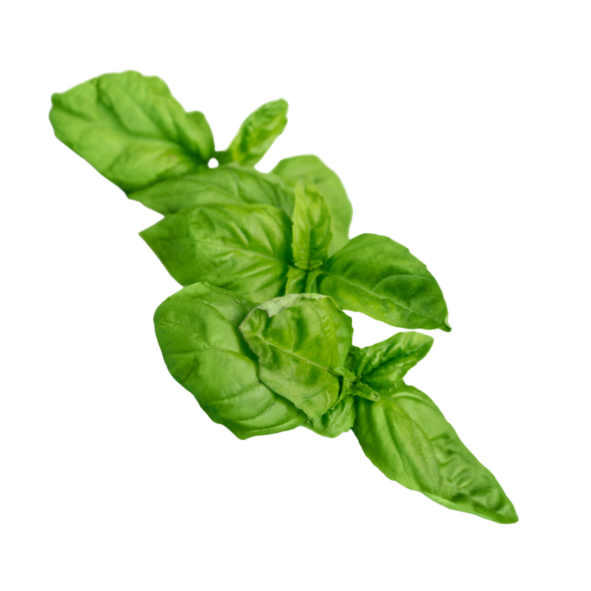 Herb - Basil - Bunch