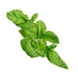 Herb - Basil - Bunch