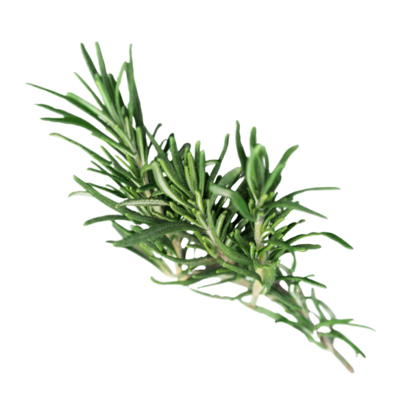 Herb - Rosemary - Bunch