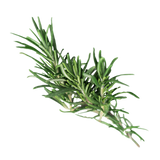 Herb - Rosemary - Bunch