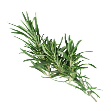 Herb - Rosemary - Bunch