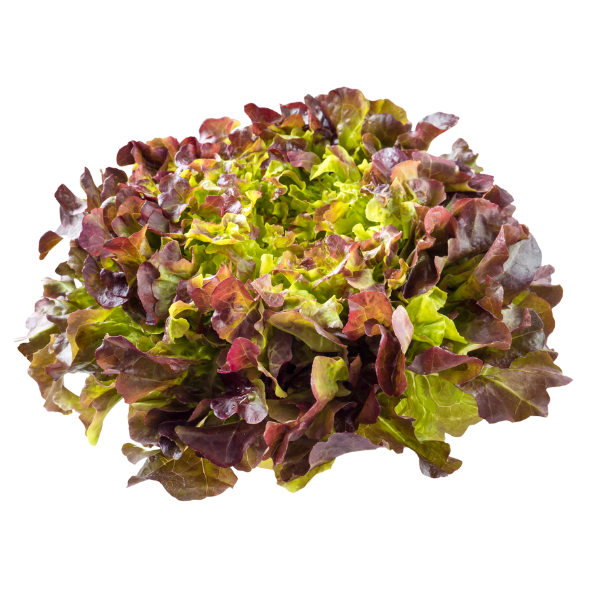 Lettuce - Oak Red - Each