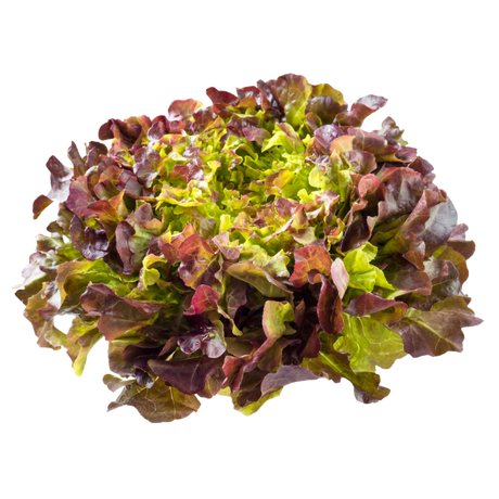 Lettuce - Oak Red - Each