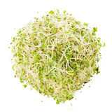 Sprouts - Alfalfa - Punnet - 125g