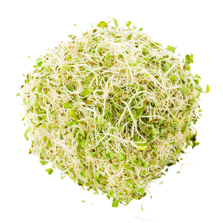 Sprouts - Alfalfa - Punnet - 125g