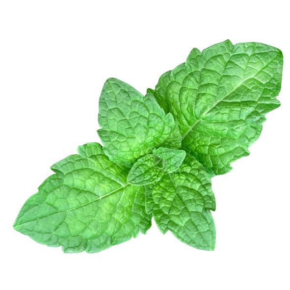 Herb - Mint - Bunch