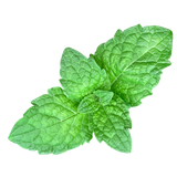 Herb - Mint - Bunch