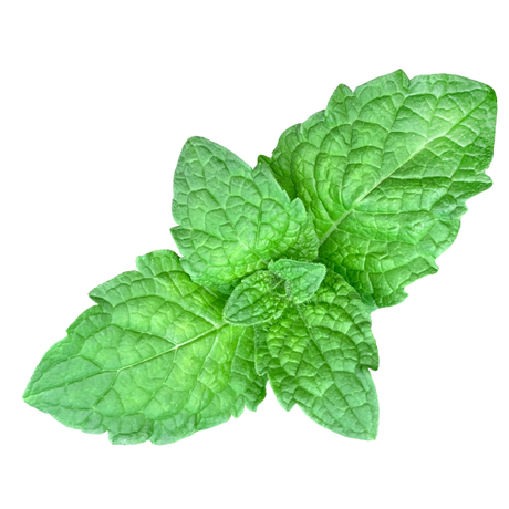 Herb - Mint - Bunch