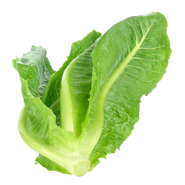Lettuce - Cos - Each