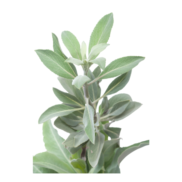 Herb - Sage - Bunch