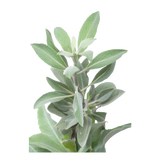 Herb - Sage - Bunch