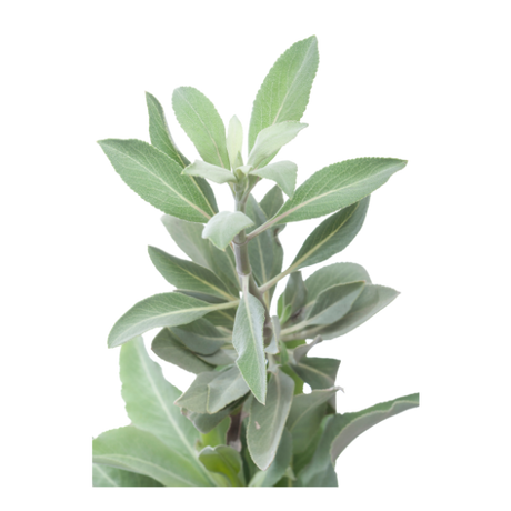 Herb - Sage - Bunch