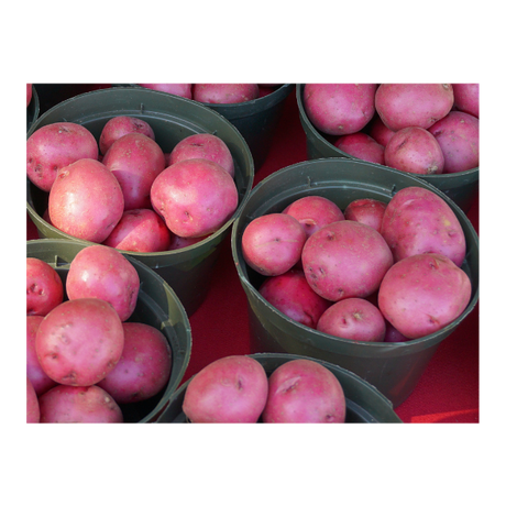 Potatoes - Red Desiree Chats Washed (Small) - 1kg