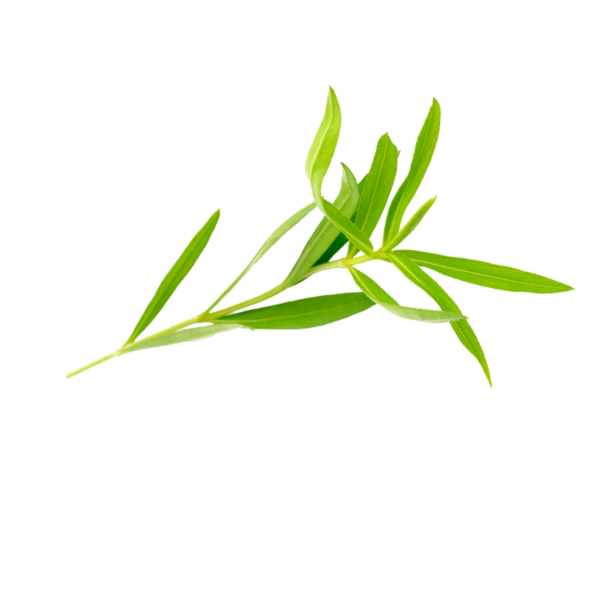 Herb - Tarragon - Bunch