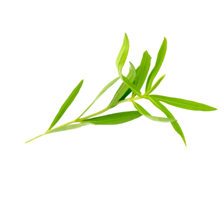 Herb - Tarragon - Bunch