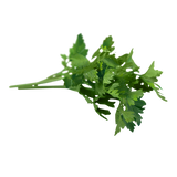 Herbs - Parsley - Continental - Bunch