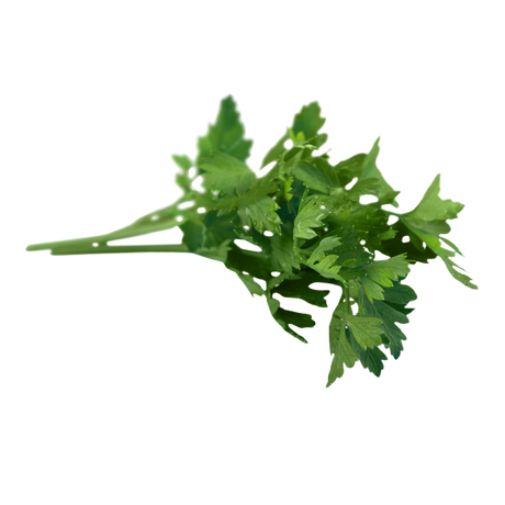Herbs - Parsley - Continental - Bunch