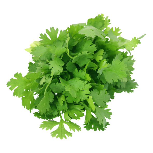 Herb - Coriander - Bunch
