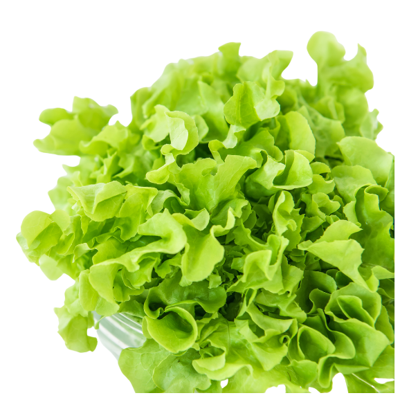 Lettuce - Oak Green - Each
