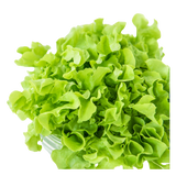 Lettuce - Oak Green - Each