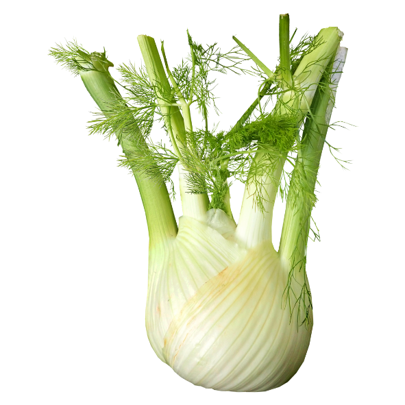 Fennel - Bulbs - Each