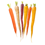 Carrots - Dutch Rainbow - Packet - 250g