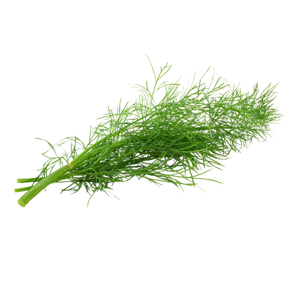 Herb - Dill - Bunch